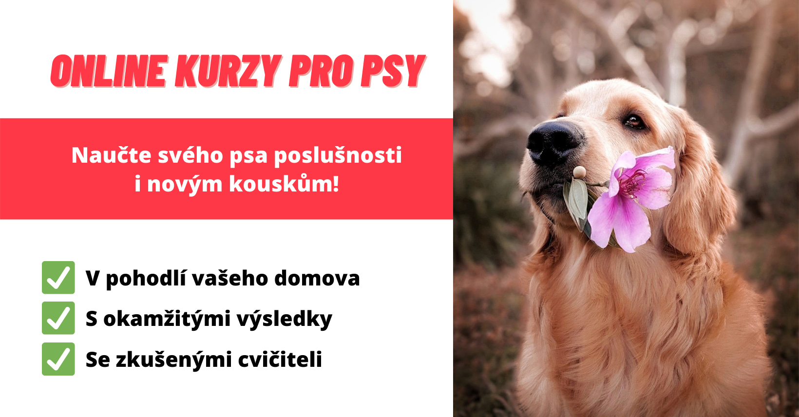 Online Kurzy Pro Psy Sportovni Kynologie Magazin O Psech